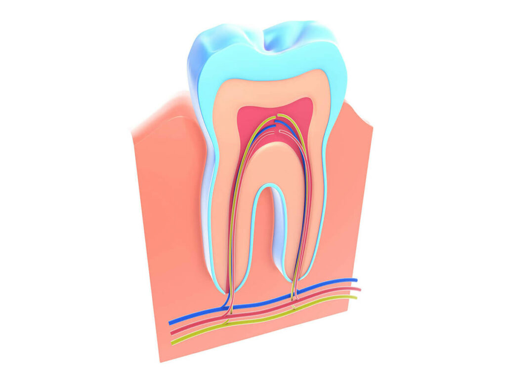 Graphic of the interior of a tooth